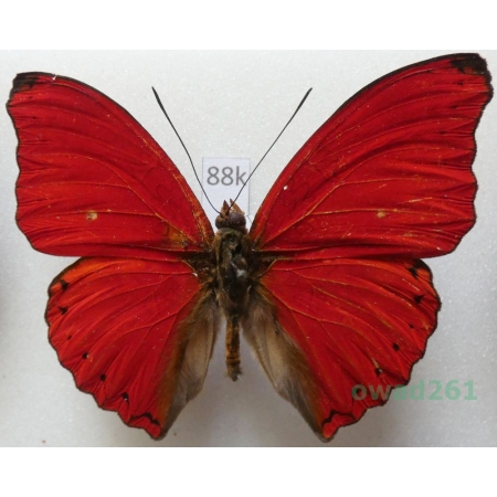 Cymothoe sangaris (Godart, 1824) Uganda 56mm88k